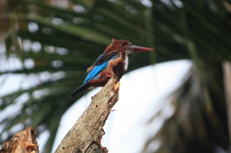 DAILY PHOTO: White-throated Kingfishers of the Backwaters