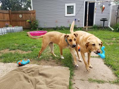 Pool Party