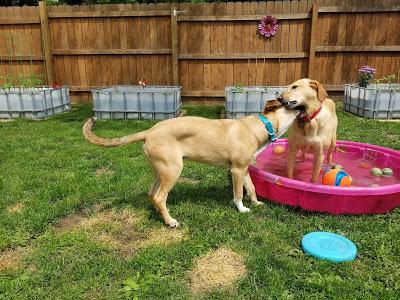 Pool Party