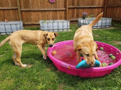 Pool Party