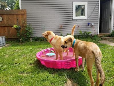 Pool Party