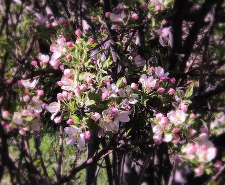 Haralson Apple Trees