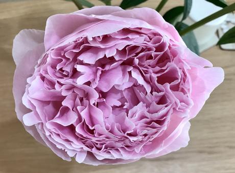 In a Vase on Monday – Perfect Peonies