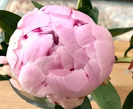 In a Vase on Monday – Perfect Peonies