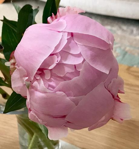 In a Vase on Monday – Perfect Peonies