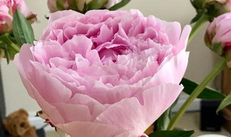 In a Vase on Monday – Perfect Peonies