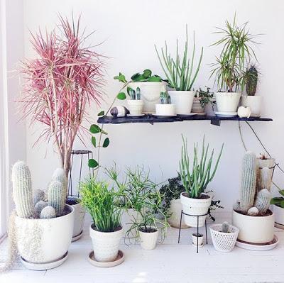 inspiration board | decorating with plants inspiration board | decorating with plants