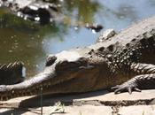 DAILY PHOTO: Slender-Snouted Crocodile