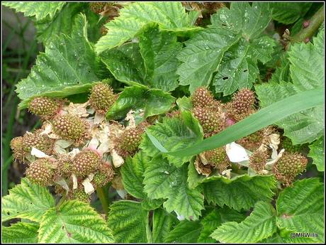 The Courtmoor plot in mid-June