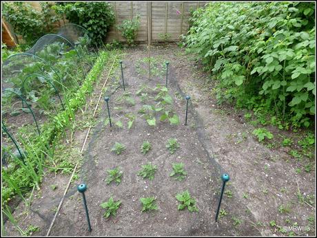 The Courtmoor plot in mid-June