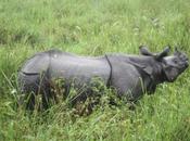 DAILY PHOTO: Little Rhino Grass, Kaziranga