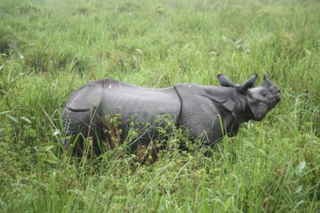 DAILY PHOTO: Little Rhino in the Grass, Kaziranga