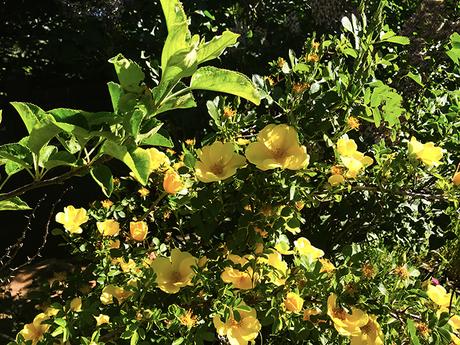 The Rambunctious Yellow Rose