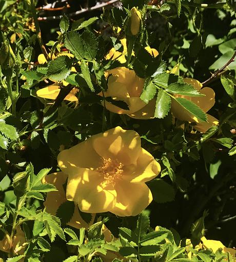 The Rambunctious Yellow Rose