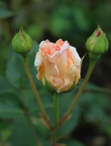 GBBD June 2018 – Its all about the roses