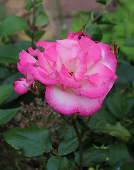 GBBD June 2018 – Its all about the roses