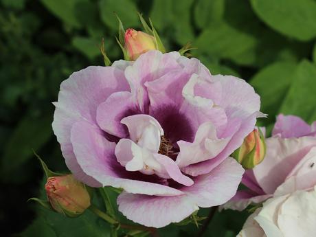 GBBD June 2018 – Its all about the roses