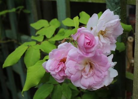 GBBD June 2018 – Its all about the roses