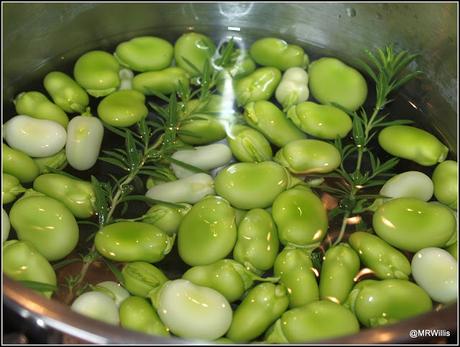 Harvesting Broad Beans
