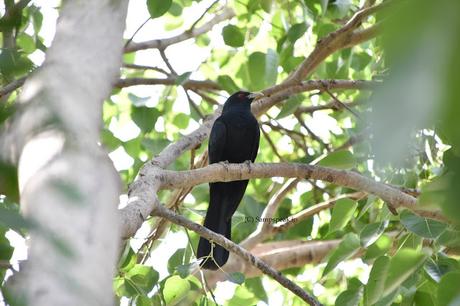 பாரதியாரின் குயில்பாட்டு ~  Indian koel - the songbird