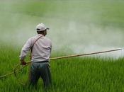 Effects Pesticides Human Health Environment