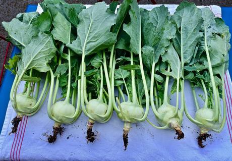 Latest harvests from our garden with yummy recipes!