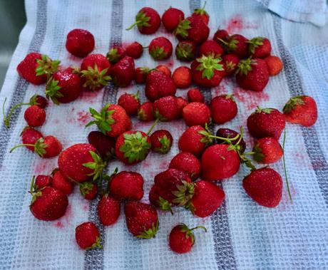 Latest harvests from our garden with yummy recipes!