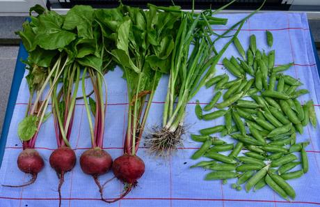 Latest harvests from our garden with yummy recipes!