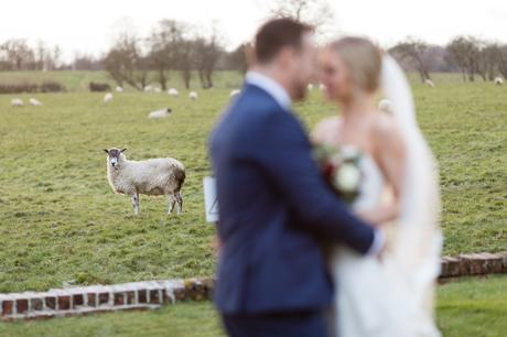 York Wedding Photography at Hornington Manor Farm Sheep looks on as couple kiss and cuddle 