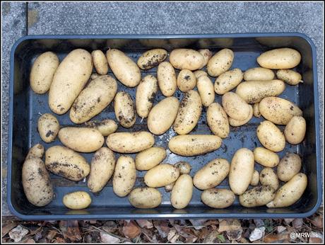 First Early potato 