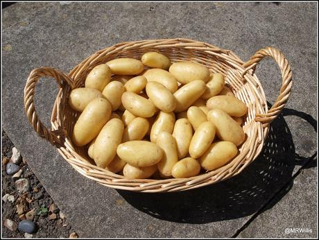 First Early potato 