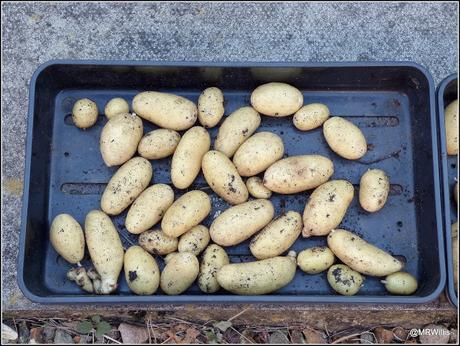 First Early potato 