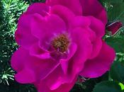 John Cabot Roses