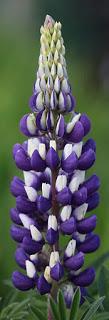 Lupines