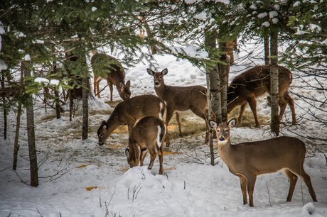 Deer eating in winter