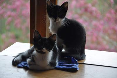 Here Are Some Kittehs -- Good Medicine for Tough Times