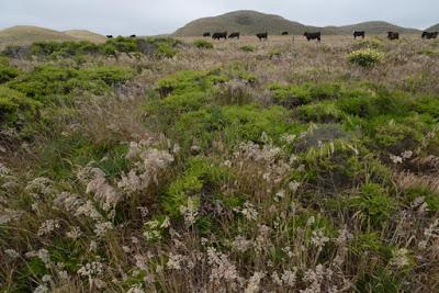 WEEKEND ESCAPE at INVERNESS and POINT REYES NATIONAL SEASHORE, CA, Guest Post by Matt Arnold