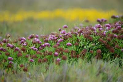 WEEKEND ESCAPE at INVERNESS and POINT REYES NATIONAL SEASHORE, CA, Guest Post by Matt Arnold