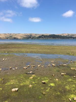 WEEKEND ESCAPE at INVERNESS and POINT REYES NATIONAL SEASHORE, CA, Guest Post by Matt Arnold