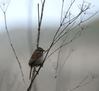 WEEKEND ESCAPE at INVERNESS and POINT REYES NATIONAL SEASHORE, CA, Guest Post by Matt Arnold