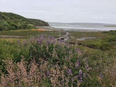 WEEKEND ESCAPE at INVERNESS and POINT REYES NATIONAL SEASHORE, CA, Guest Post by Matt Arnold