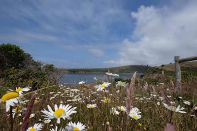 WEEKEND ESCAPE at INVERNESS and POINT REYES NATIONAL SEASHORE, CA, Guest Post by Matt Arnold