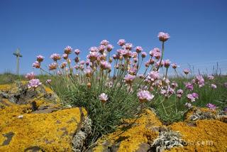 Image: Sea thrift on St. Cuthbert's Isle, Holy Island, Northumberland (c) FreeFoto.com. Photographer: Ian Britton