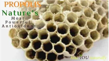 Propolis: Natures Most Potent Antioxidant