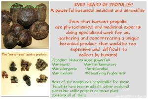 Propolis: Natures Most Potent Antioxidant