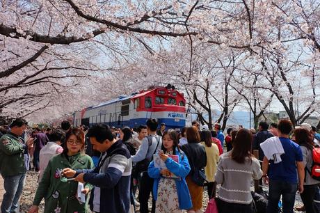 Joining the Cherry Blossom Loving Crowds in Jinhae