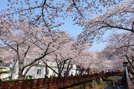 Joining the Cherry Blossom Loving Crowds in Jinhae