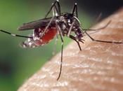 What Type Blood Attracts Mosquitos?