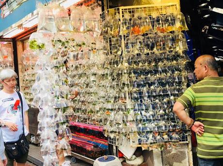 Hong Kong: Goldfish, Flower, and Bird Market