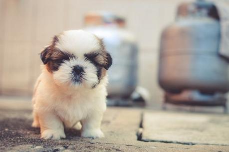 How to Potty Training a Puppy: From Start To Finish